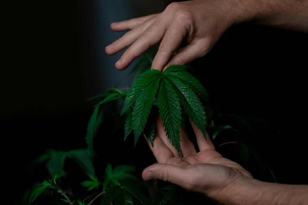 So, What Exactly IS a Fake Weed Plant?