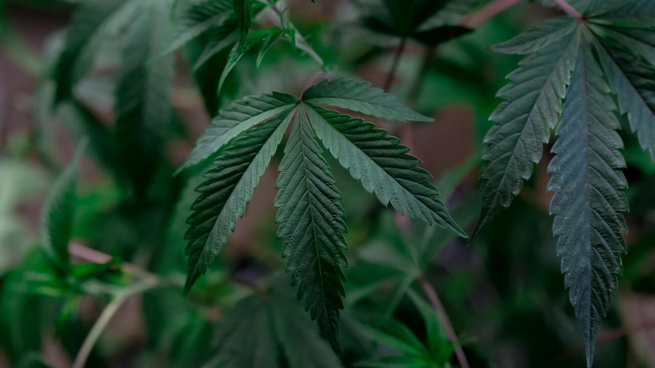 Fake Weed Plant: Your No-Fuss Ticket to Cool Cannabis Vibe