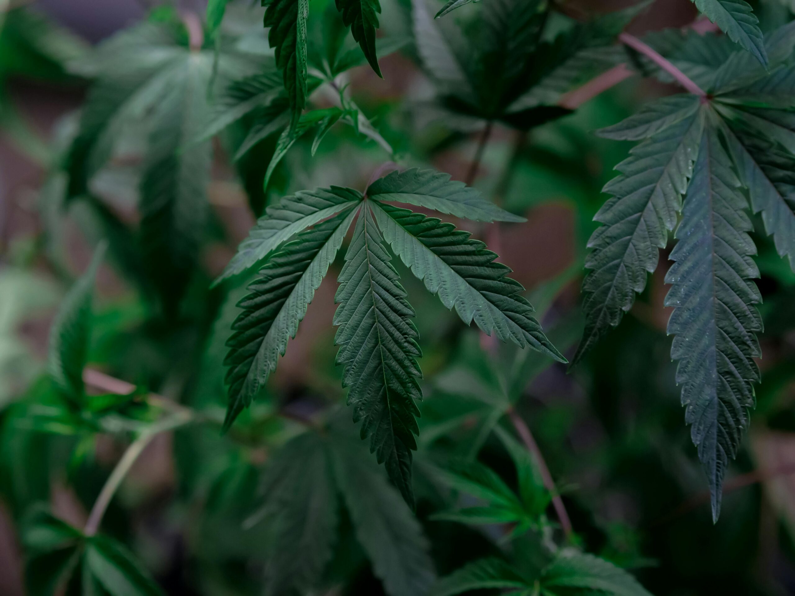 Fake Weed Plant: Your No-Fuss Ticket to Cool Cannabis Vibe